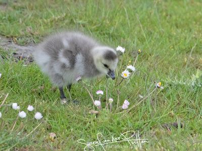 Brandgans; Barnacle Goose