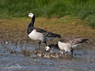 Brandgans; Barnacle Goose