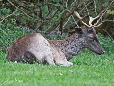 DaDamhert; Fallow Deer