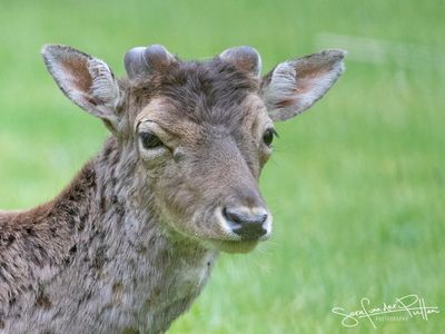 Damhert; Fallow Deer