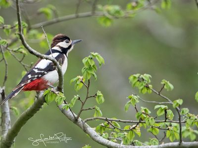 Grote bonte specht; Great Spotted Woodpecker