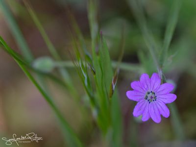 Gewone Reigersbek; Common Stork's-bill