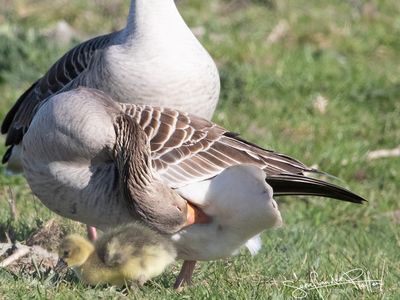 Grauwe Gans; Greylag Goose
