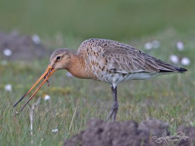 Grutto; Black-tailed Godwit
