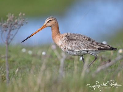 Grutto; Black-tailed Godwit