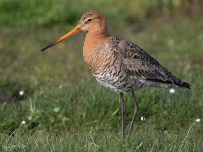 Grutto; Black-tailed Godwit