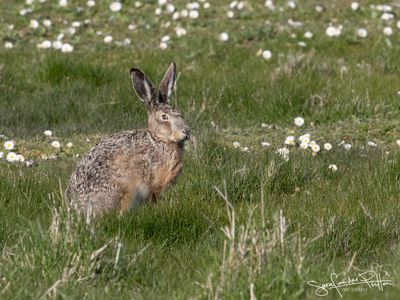 Haas; European Hare