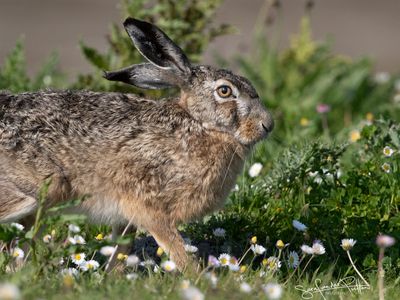Haas; European Hare