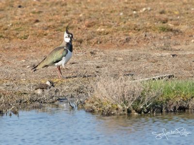 kievit; Northern Lapwing