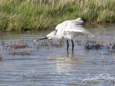 Lepelaar; Eurasian Spoonbill