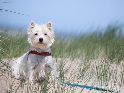 Loki; West Highland WhiteTerrier