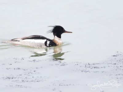 Middelste Zaagbek; Red-breasted Merganser