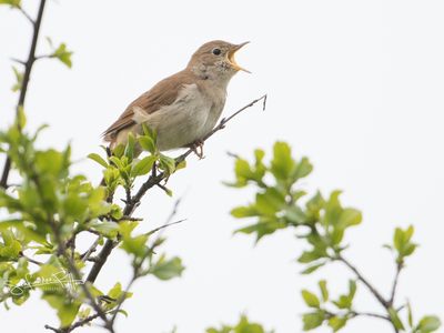 Nachtegaal-; Common Nightingale