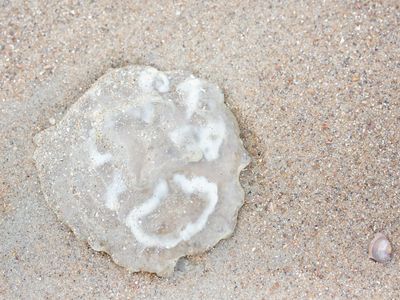 Oorkwal; Moon Jellyfish