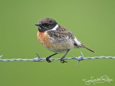 Roodborsttapuit; European Stonechat