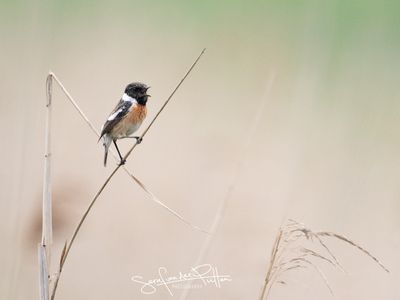 Roodborsttapuit; European Stonechat