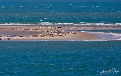 Renesse seals