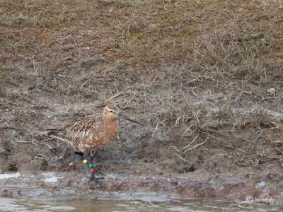 Rosse grutto; Bar-tailed Godwit