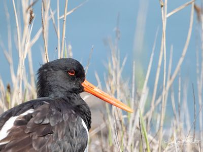 Scholekster; Eurasian Oystercatcher