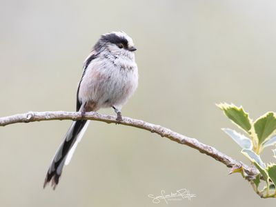 staartmees; Long-tailed Tit