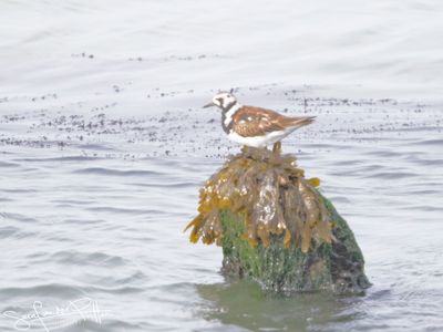 Steenloper; Ruddy Turnstone,