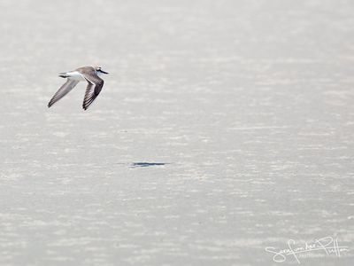 Strandplevier; Kentish Plover