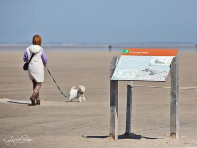 Strandplevier; Kentish Plover ; Hanneke