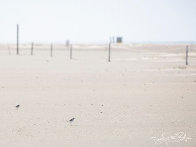 Strandplevier; Kentish Plover