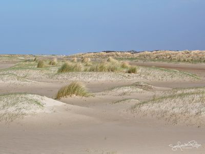 Strandplevier; Kentish Plover