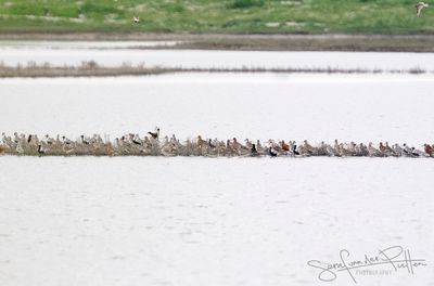 zilverplevier en Rosse Grutto ; Grey Plover and Bar-tailed Godwit