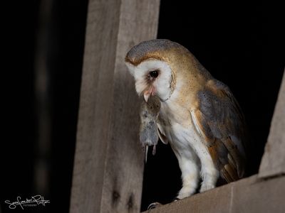 Kerkuil; Western Barn Owl