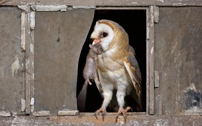 Kerkuil; Western Barn Owl