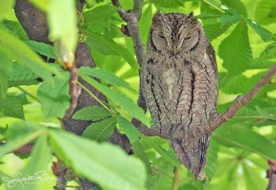 Dwergooruil;Eurasian Scops Owl; Trujillo, spanje extremadura
