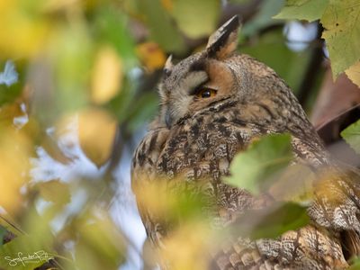 Ransuil;  Long-eared Owl