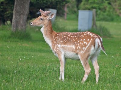Damhert; Fallow deer