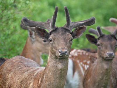 Damhert; Fallow deer