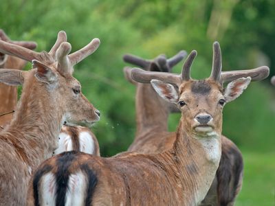 Damhert; Fallow deer