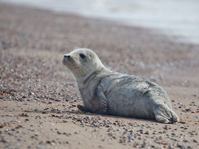 Grijze zeehond; Grey Seal