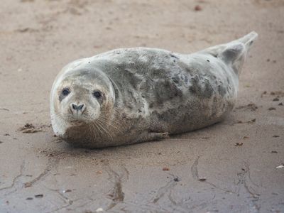 Grijze zeehond; Grey Seal