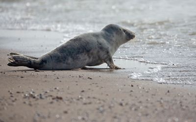 Grijze zeehond; Grey Seal