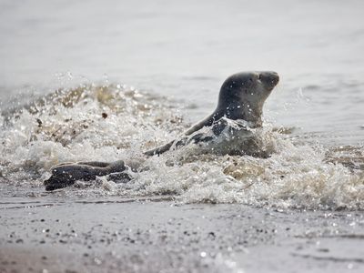 Grijze zeehond; Grey Seal
