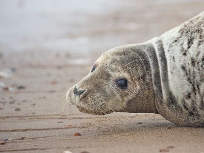 Grijze zeehond; Grey Seal