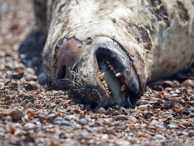 Grijze zeehond; Grey Seal
