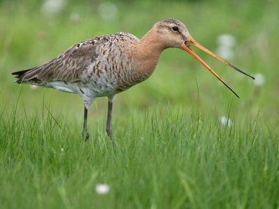 Grutto; Black-tailed Godwit 