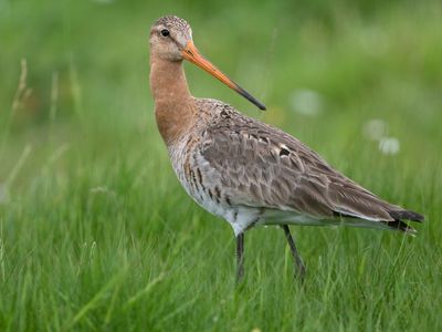 Grutto; Black-tailed Godwit 