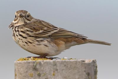 Graspieper; Meadow Pipit