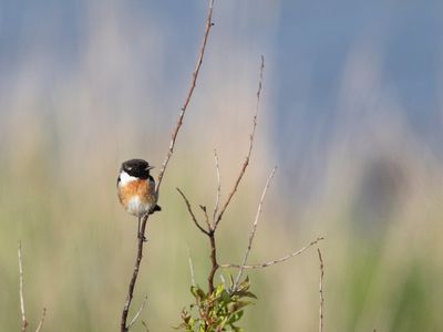 Roodbortsttapuit; European Stonechat