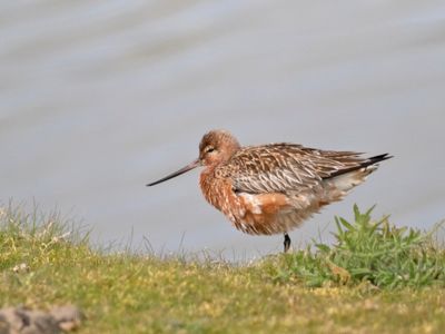 Rose Grutto; Bar-tailed Godwit