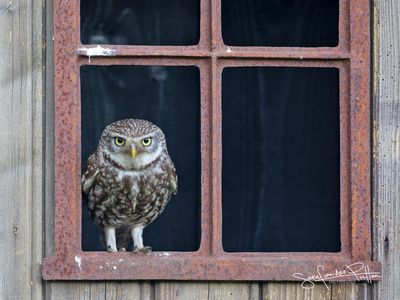 2024  - Owls - Uilen