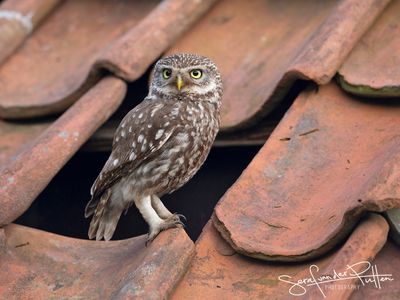 Steenuil; little owl